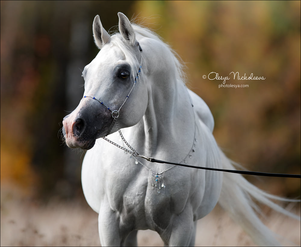Amazing Arabian stallion Leran AA
